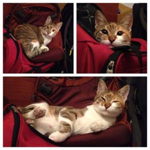 Helping me pack for my upcoming holiday to Ireland!